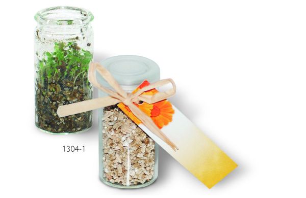 Mini-Glasshouse, Ringelblume