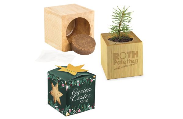 Pflanz-Holz Maxi Star-Box Xmas mit Fichtensamen