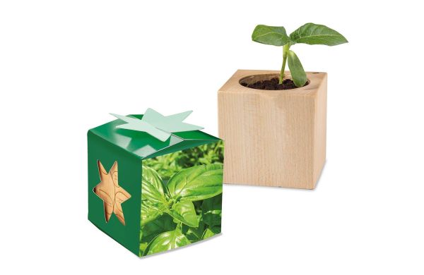 Pflanz-Holz Star-Box mit Samen, 1 Seite gelasert