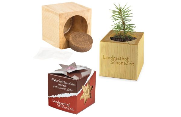 Pflanz-Holz Star-Box Xmas mit Fichtensamen, 2 Seiten gelasert