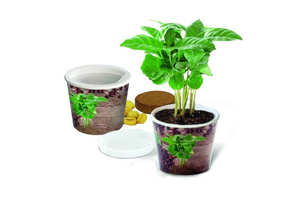 Coffee 2Grow, Kaffeebaum