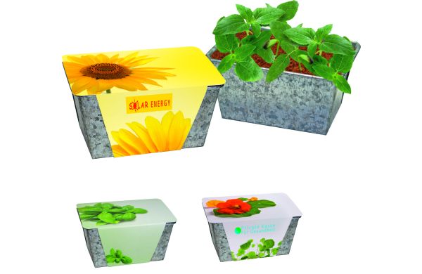 Wachstums-Kästchen Sonne, Zwergsonnenblume